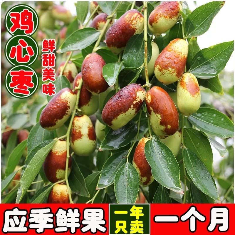 枣子新鲜脆甜鸡心枣山西大红枣生吃贵妃枣金丝小枣孕妇水果非冬枣