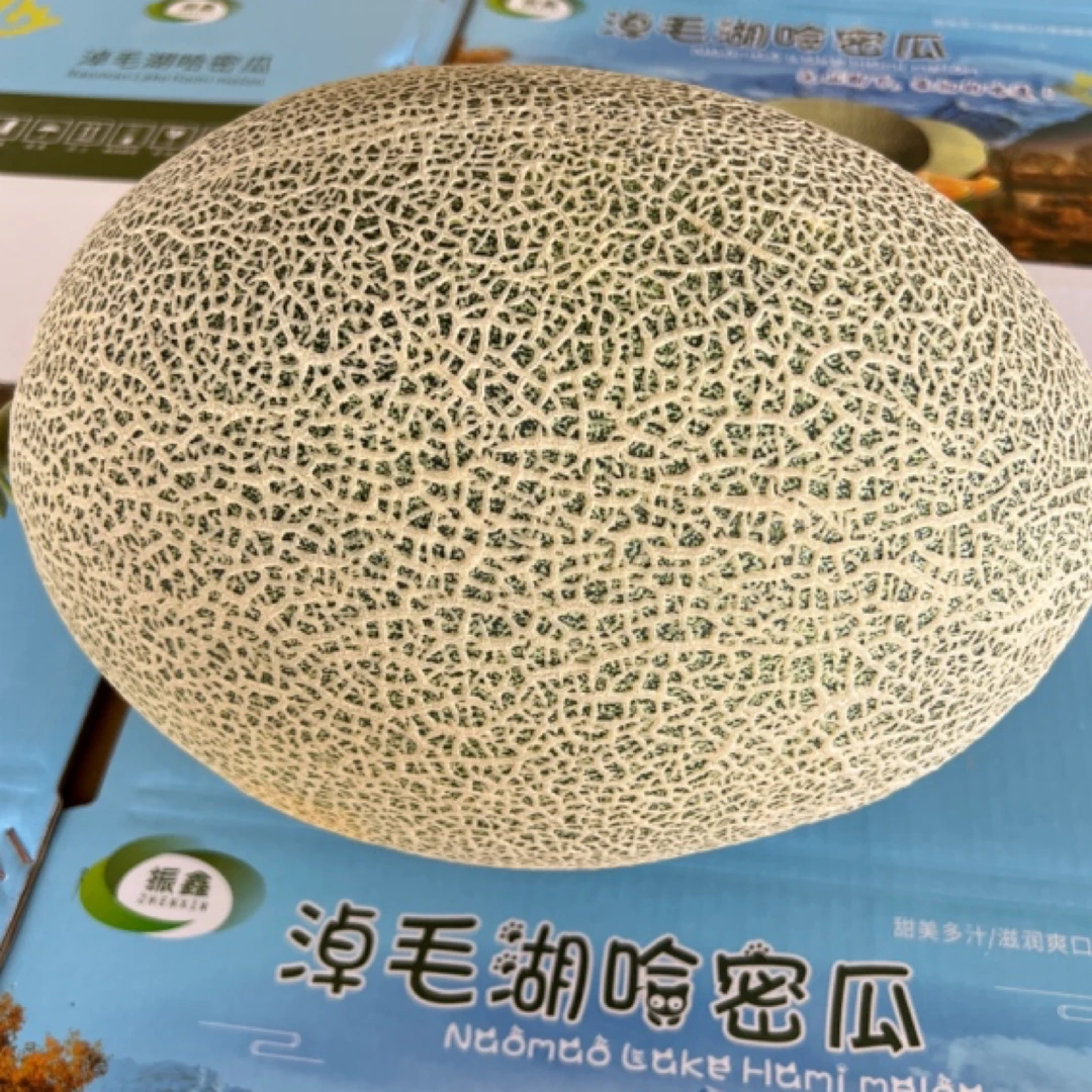 新疆哈密淖毛湖振鑫哈密瓜，西州蜜17号