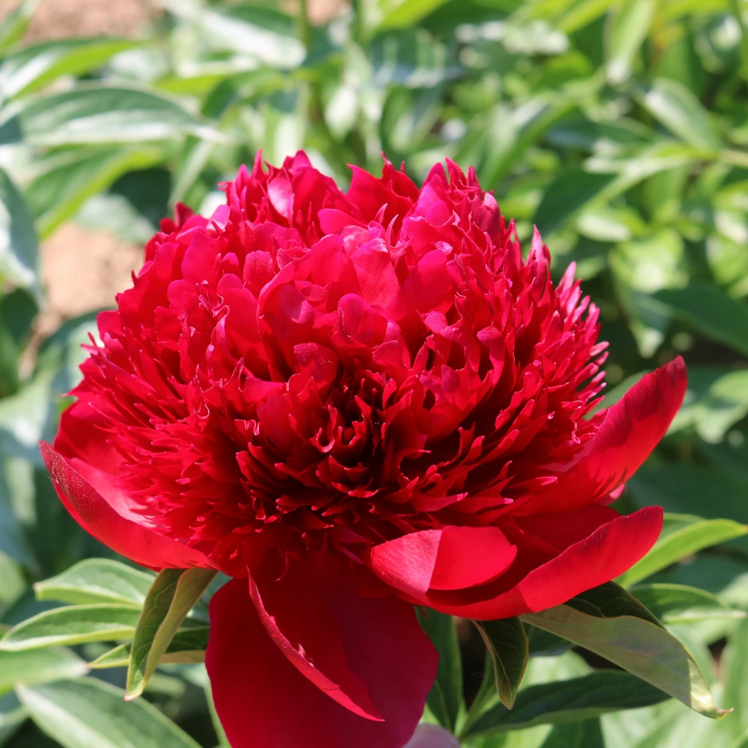 进口观赏芍药【红色魅力】4-9芽