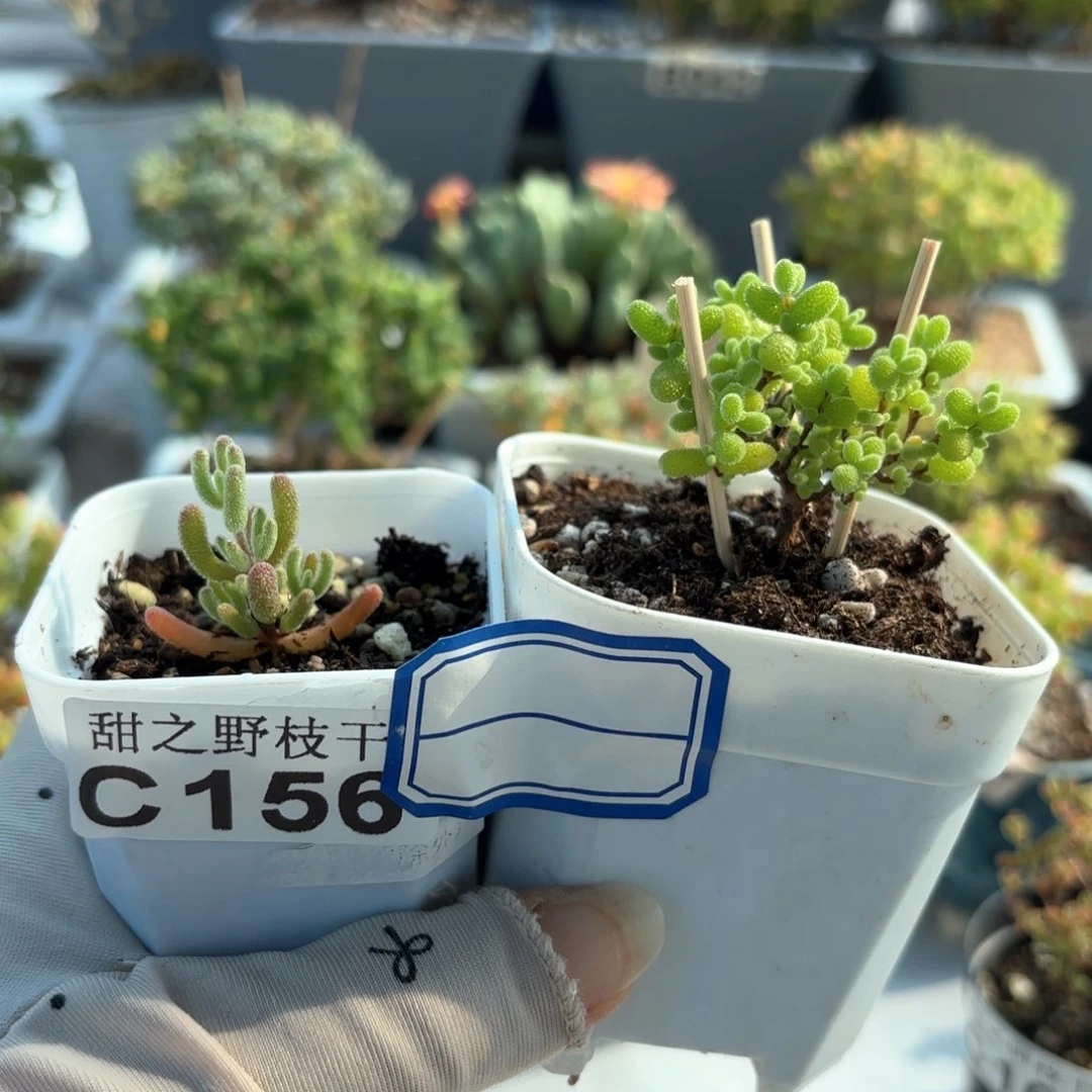 溜*金橘糖球156。