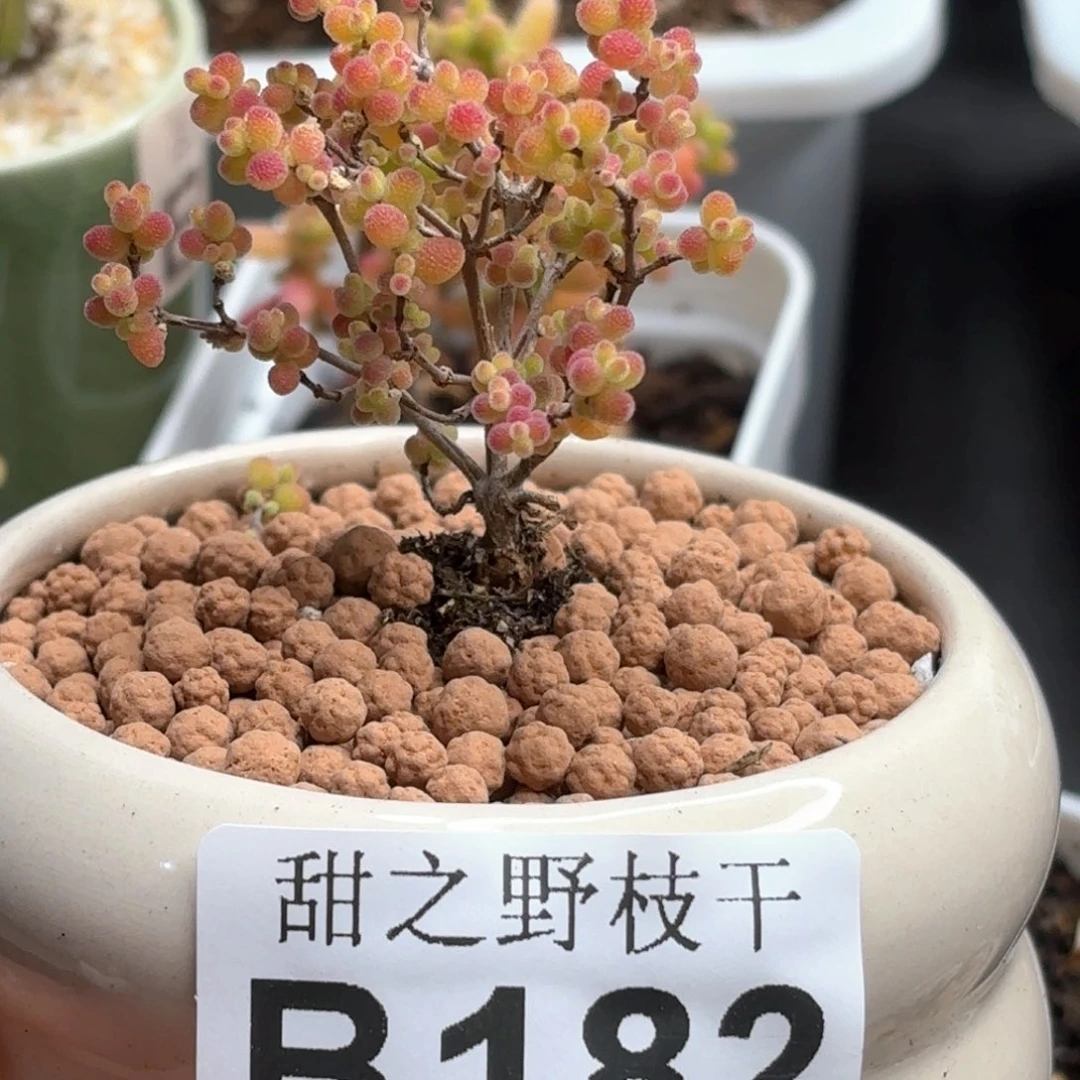 蜜橘糖球枝干番杏182