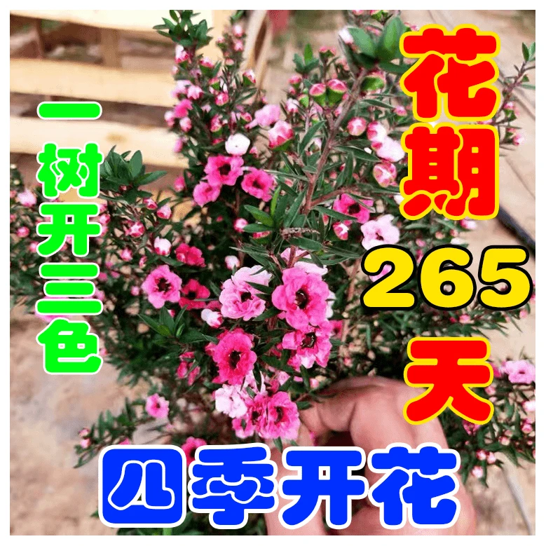【精品款满树花苞】澳洲进口松红梅适宜盆栽树苗带花苞超长花期花卉