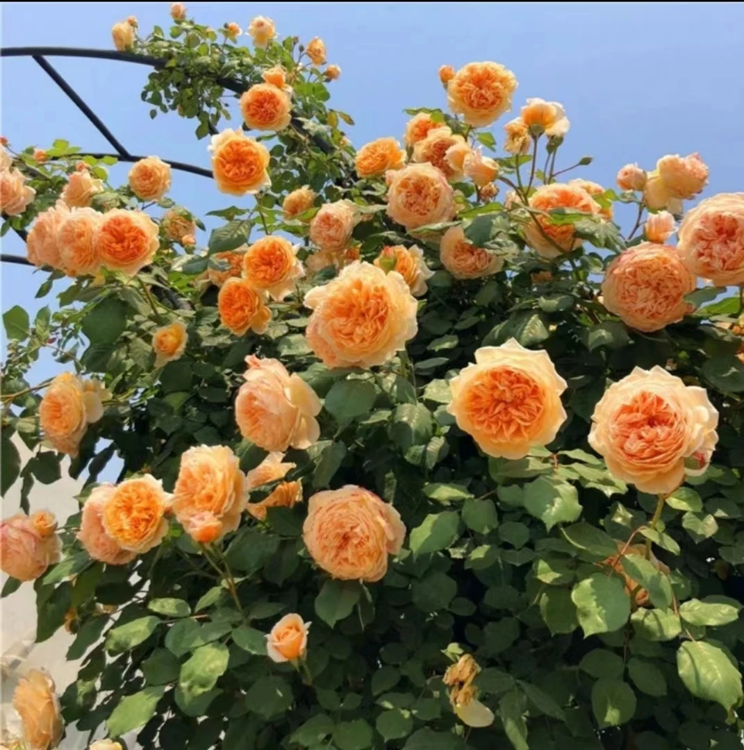 【王妃】高度1.5-1.8米月季花藤本月季盆栽地栽拱门庭院阳台