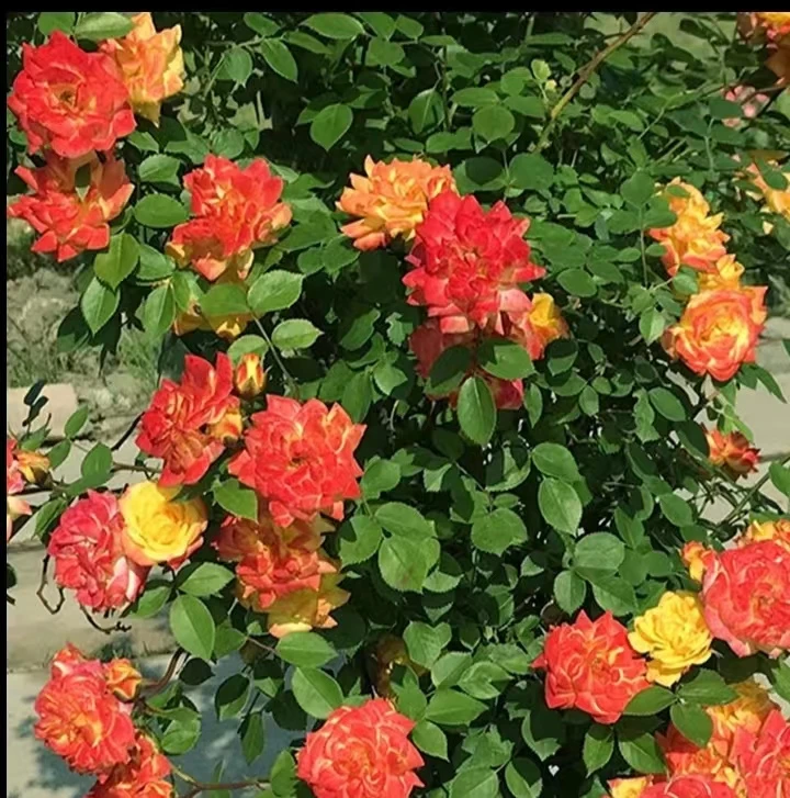 藤彩虹七彩月季花藤本月季大花浓香四季开花蔷薇大爬藤庭院阳台地