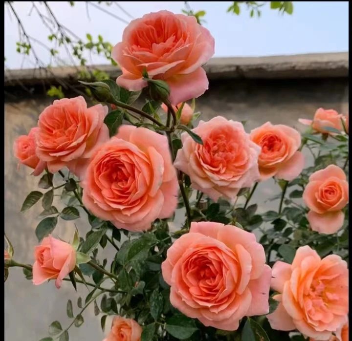 【甜梦】高度1.5-1.8米月季花藤本月季盆栽地栽拱门庭院阳台