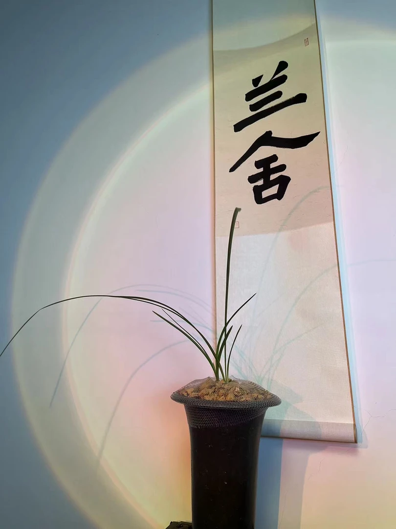 兰花室内运费专拍云南蒙自自然棚种植健康苗兰花盆栽兰草盆景花卉