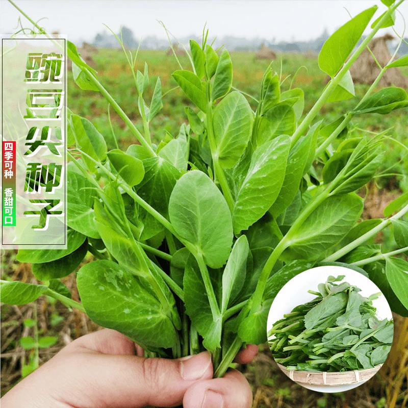 【3.88/2包】豌豆尖豆种豆苗种子四季蔬菜种孑甜豌豆盆栽阳台菜籽