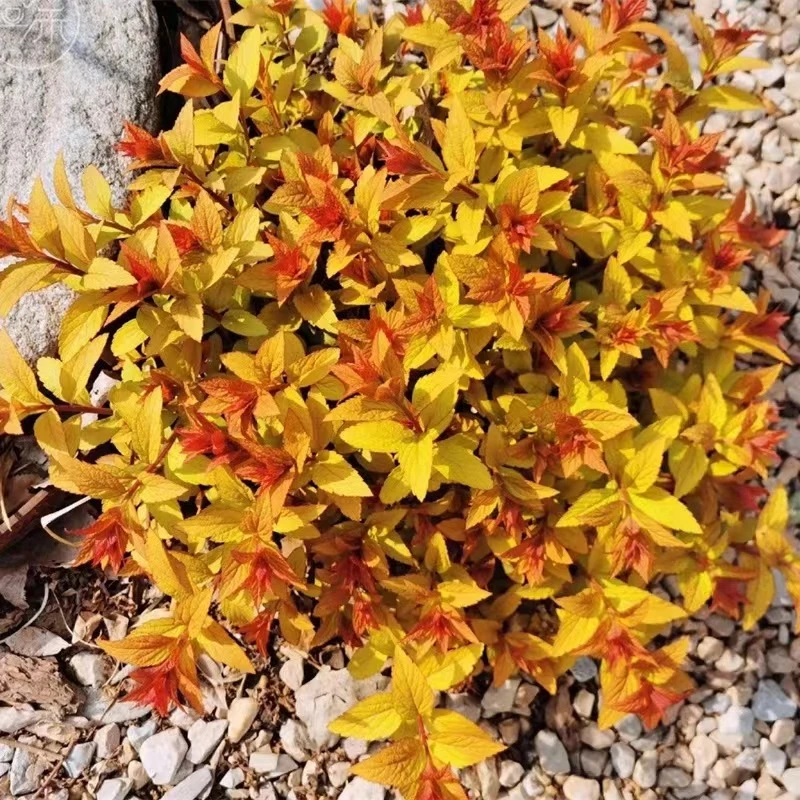 【金焰绣线菊】盆栽花卉耐寒耐热观花观叶植物粉色花卉地栽植物