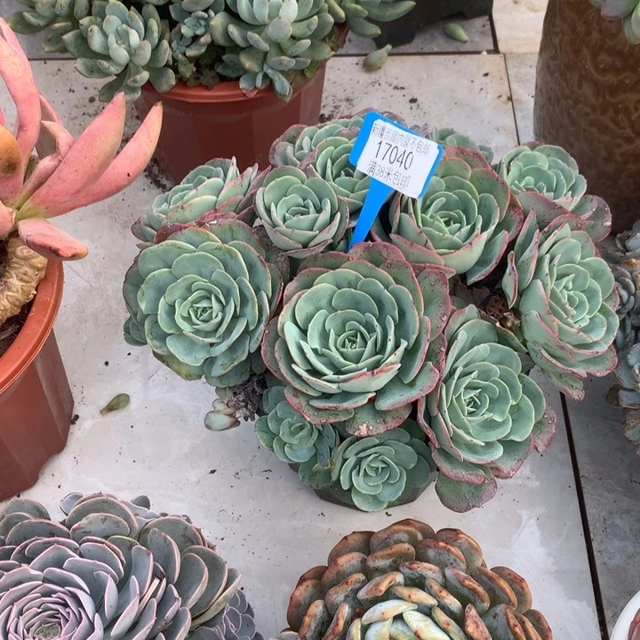 阿*17040奶油黄桃多肉