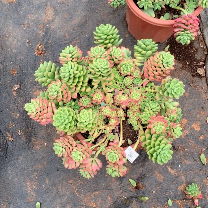 春*2841香格里拉多肉