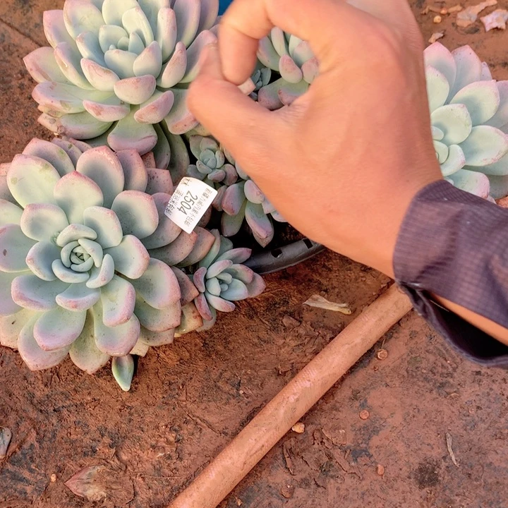 汤*2504奥普多肉