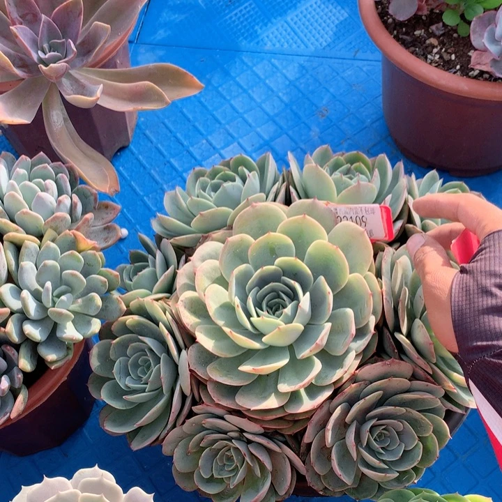 加**！22109白雪公主多肉