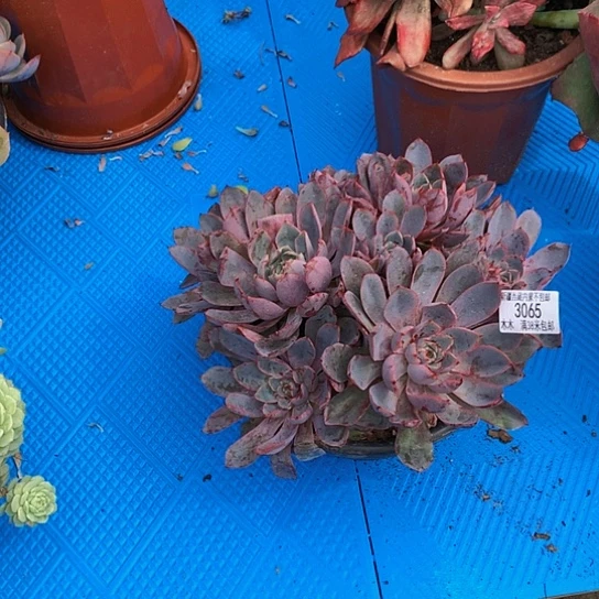 淡*3065赫拉多肉