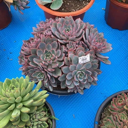 海****00849赫拉多肉