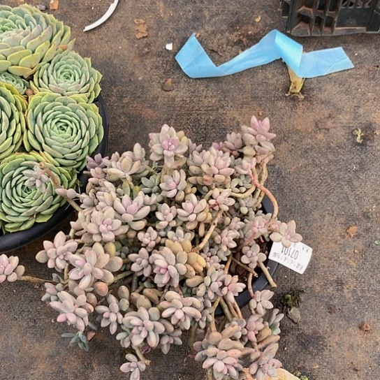 掂07101艾香多肉