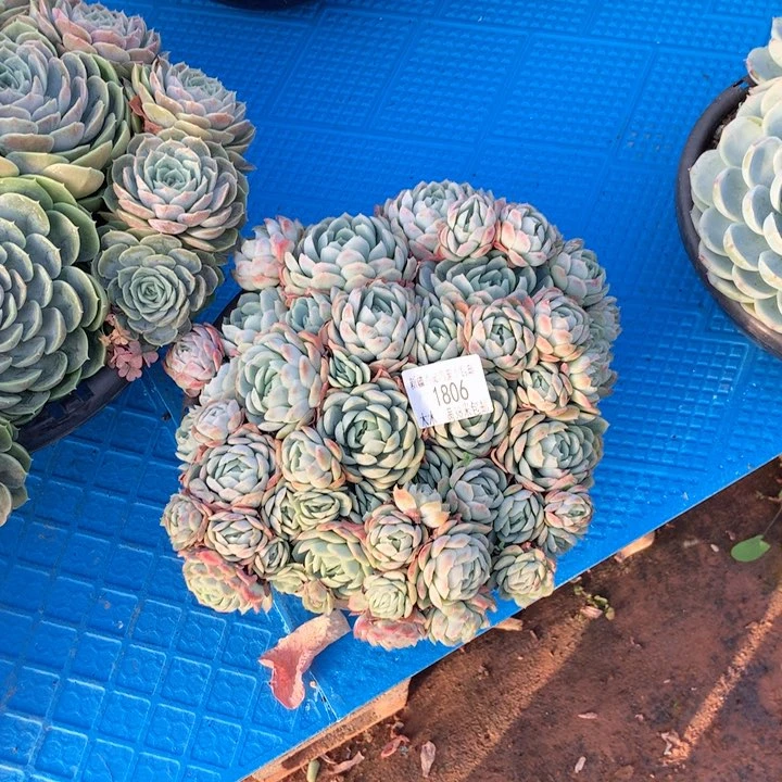 蝴*兰1806贝瑞多肉