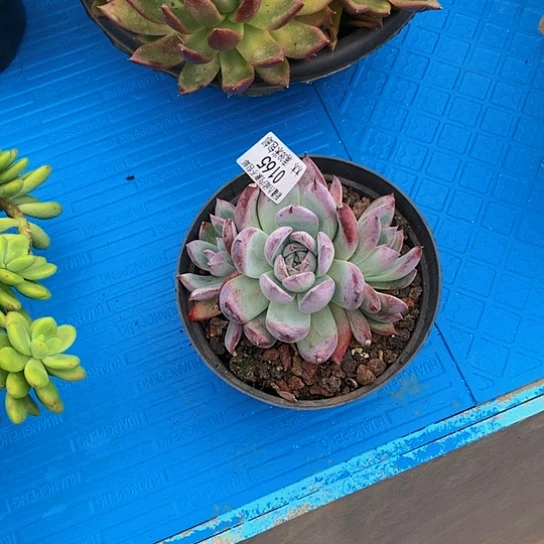 雪0165黑天鹅多肉