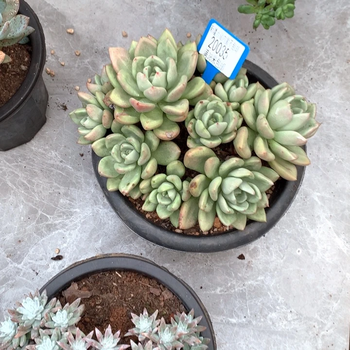 简****)20035奶油鳄梨多肉