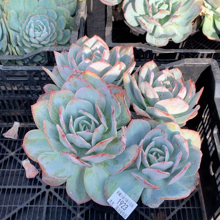 柳*1923血凤多肉