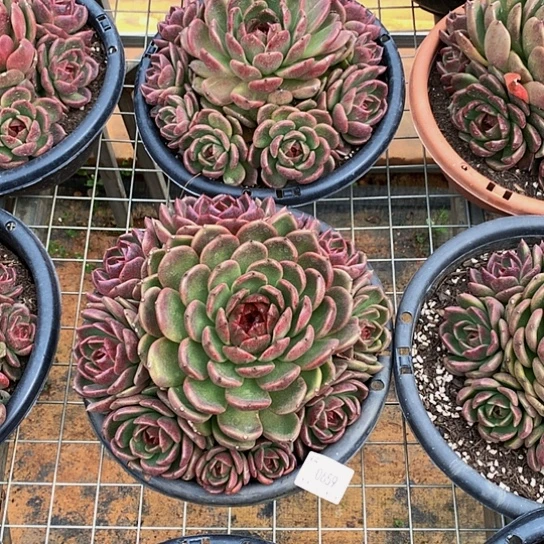 ?****园0659黑曼巴多肉