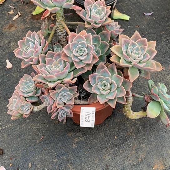 雪0758哈里沃森多肉