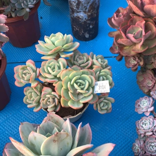 霞*3104白月光多肉