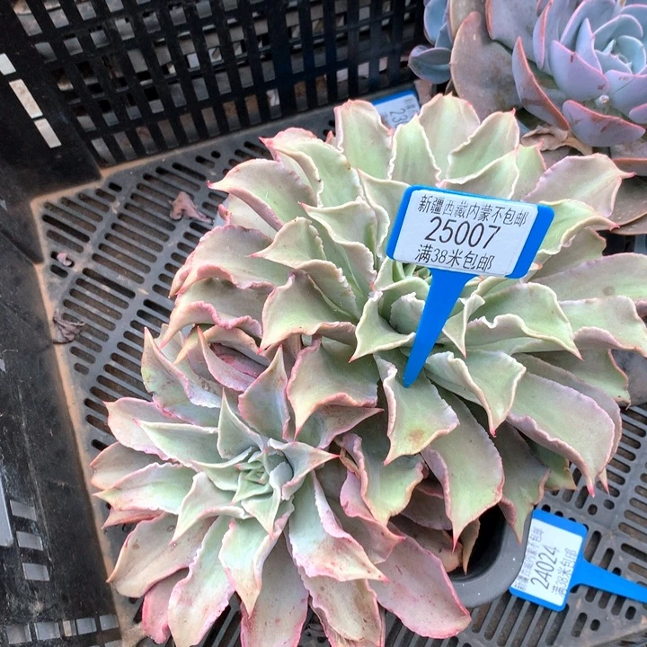 三***四25007饺子皮多肉