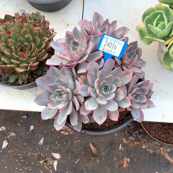 一****心24016赫拉多肉