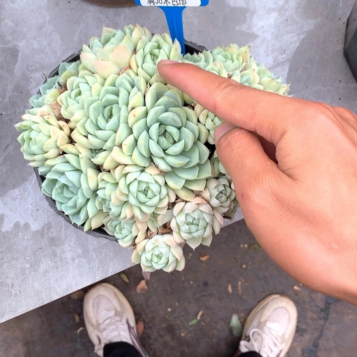 ?*姐26008白月影多肉