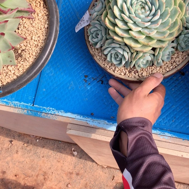 木***生2627侧影多肉