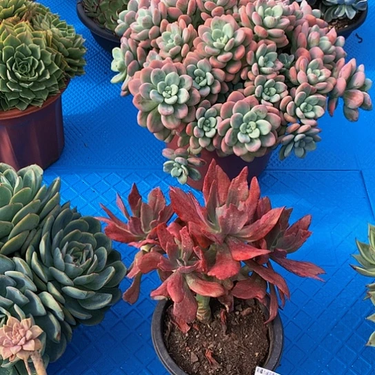 口*叶27063砖石锦多肉