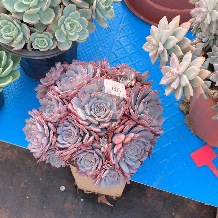 ?**?1818劳伦斯多肉