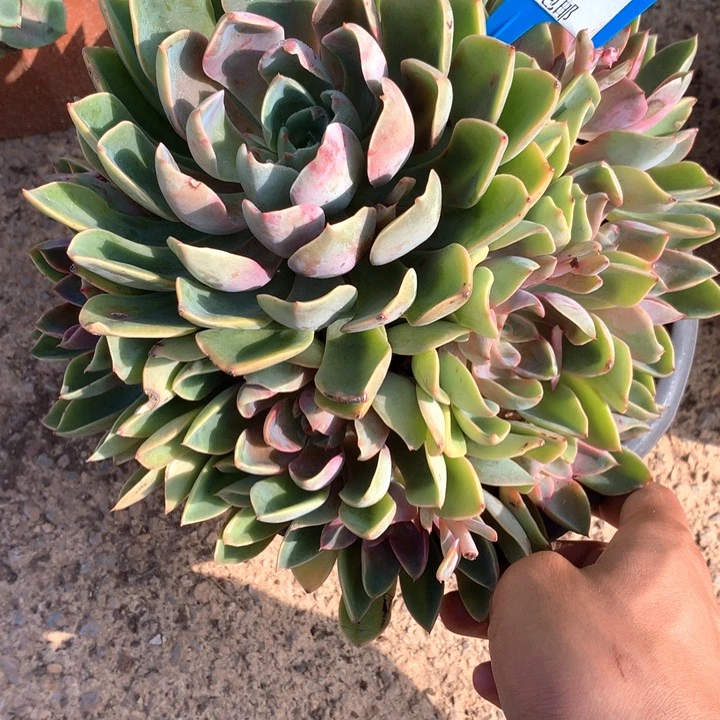 27006琼斯多肉植物
