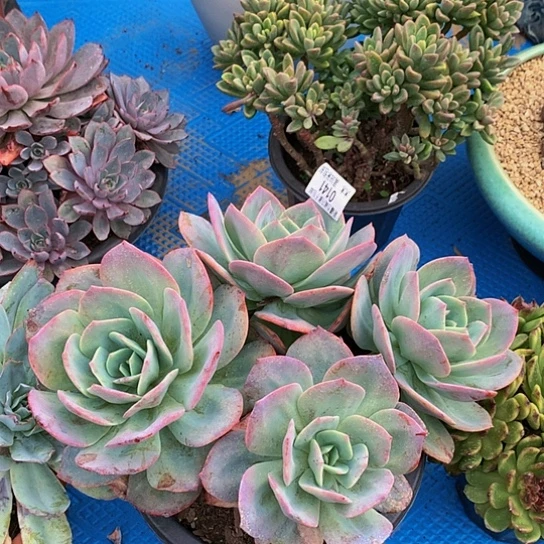 莫0141血凤多肉多肉