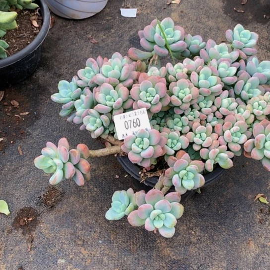 以***后0760红洛神多肉