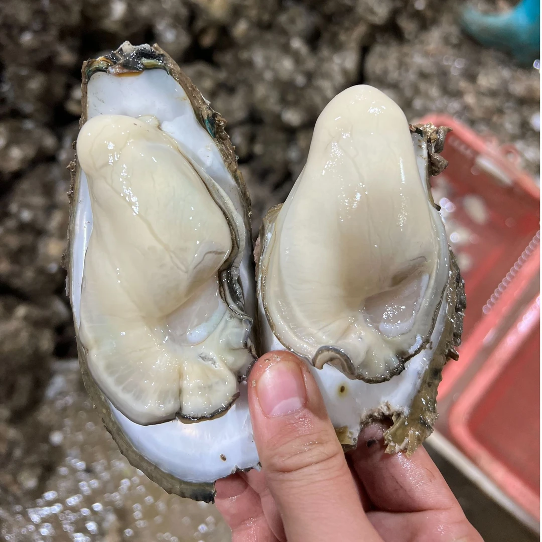正宗台山生蚝  中小蚝肉 （26-32只1斤 ）现剥现发顺丰到家