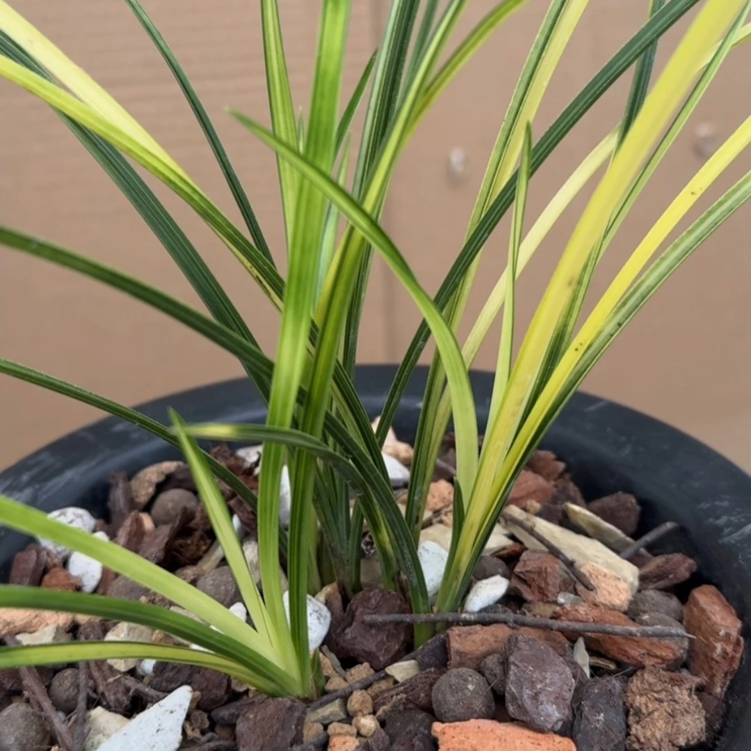 鲜花速递 花卉绿植  直播间以实物为准一物一拍