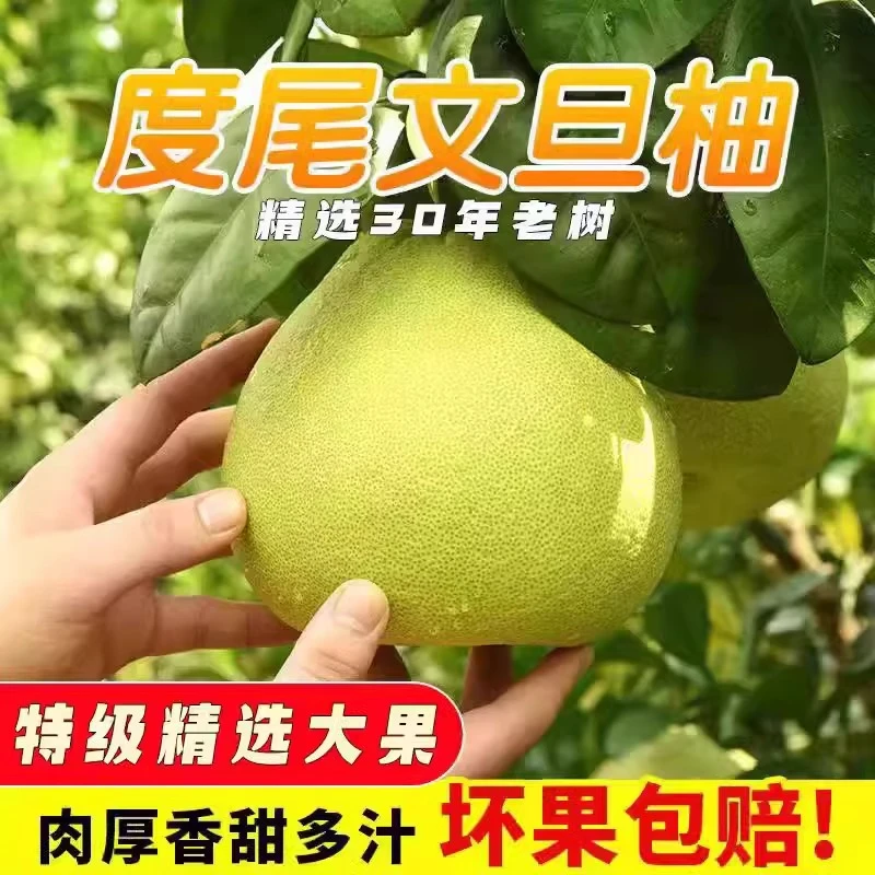 屁股有洞度尾红心文旦柚先吃软糯香甜现吃