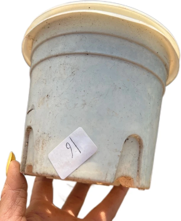 多肉旧花盆，16cm白圆盆，15个不参与活动