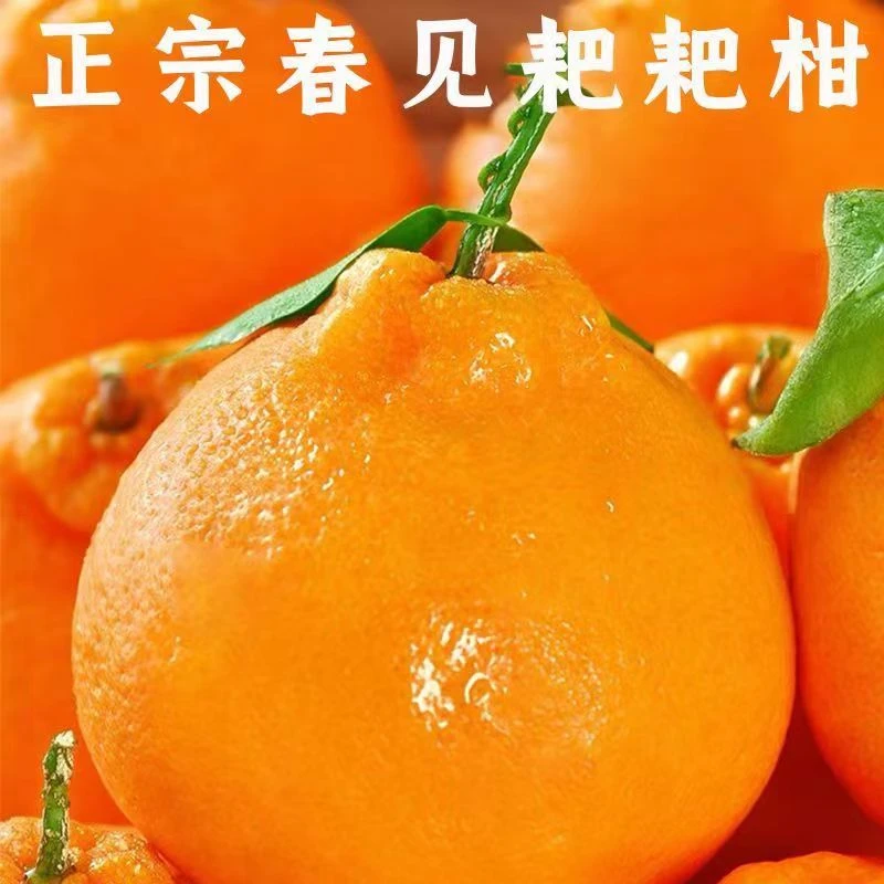 正宗春见耙耙柑【坏果包赔】成熟新鲜特级水果孕妇水果采摘酸甜直供