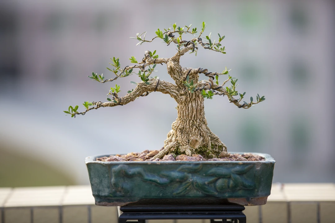 [一物一拍]黄杨盆景