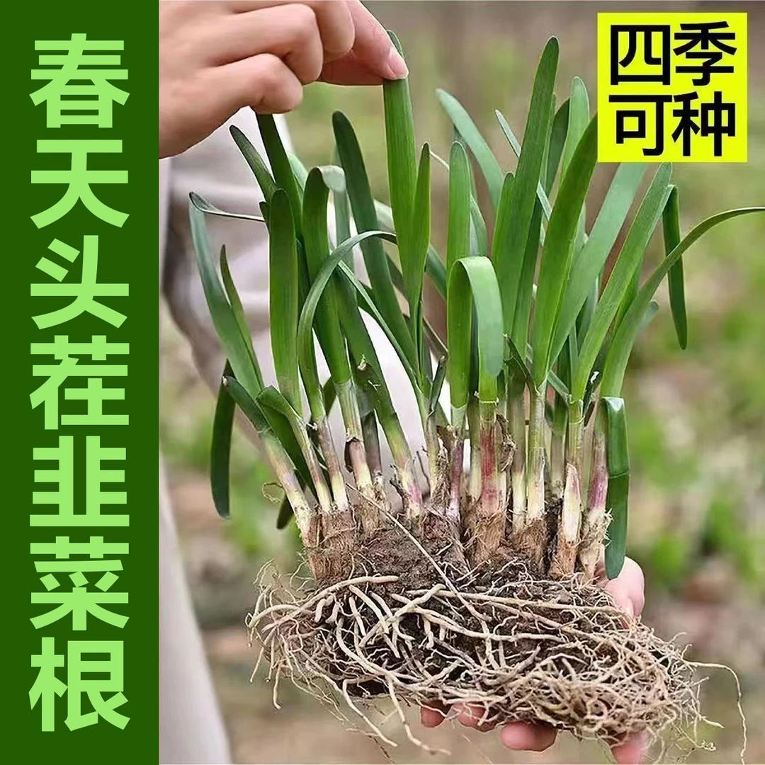 韭菜根秧苗蔬菜苗新手适合绿植盆栽庭院家庭阳台地栽四季种植现挖