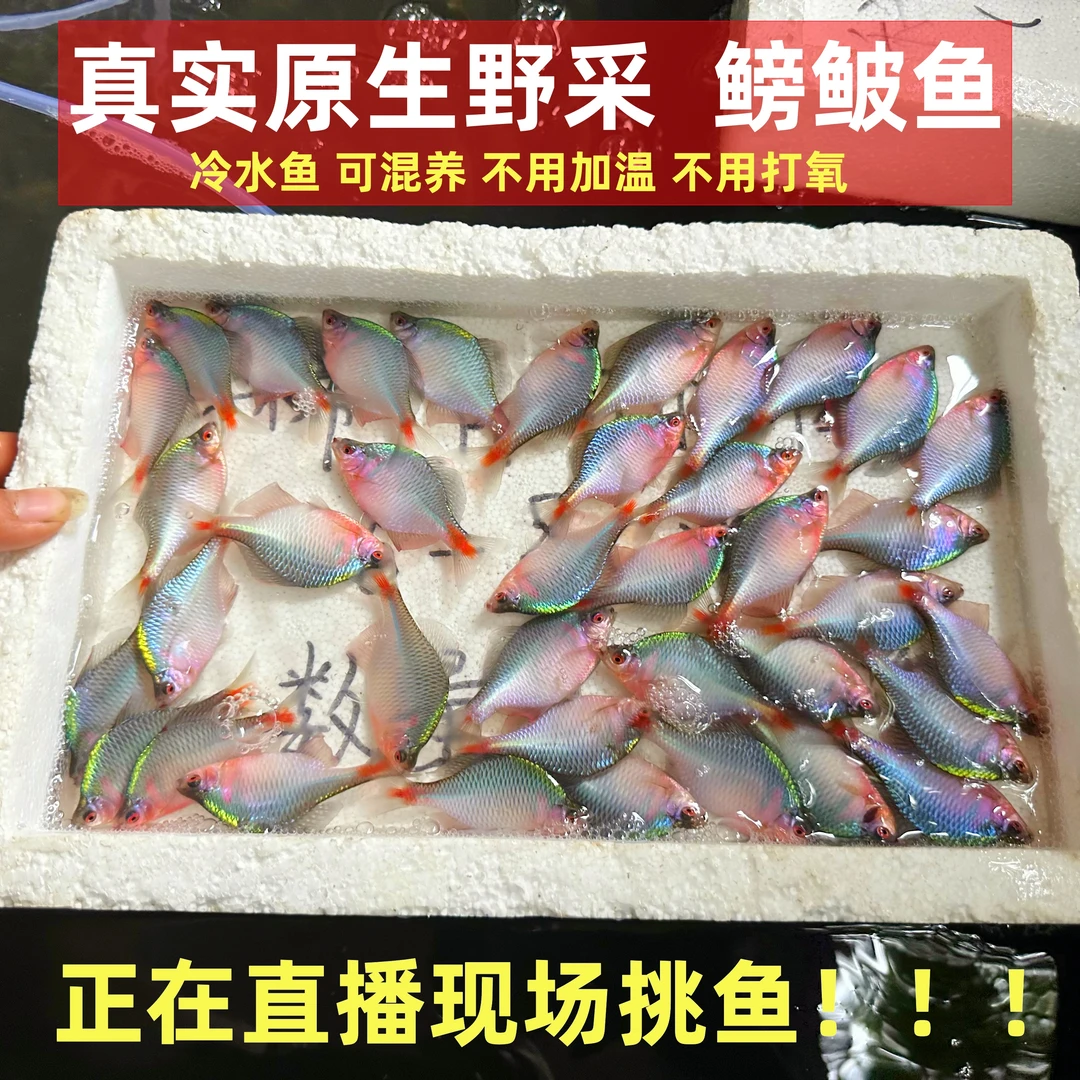（好养耐活）冷水观赏鱼七彩鳑鲏鱼原生旁皮饲料小型混养淡水鱼