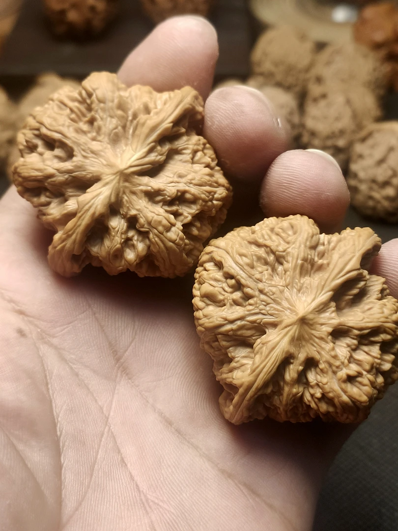 福利款夹板45尺平谷大粗筋狮子头