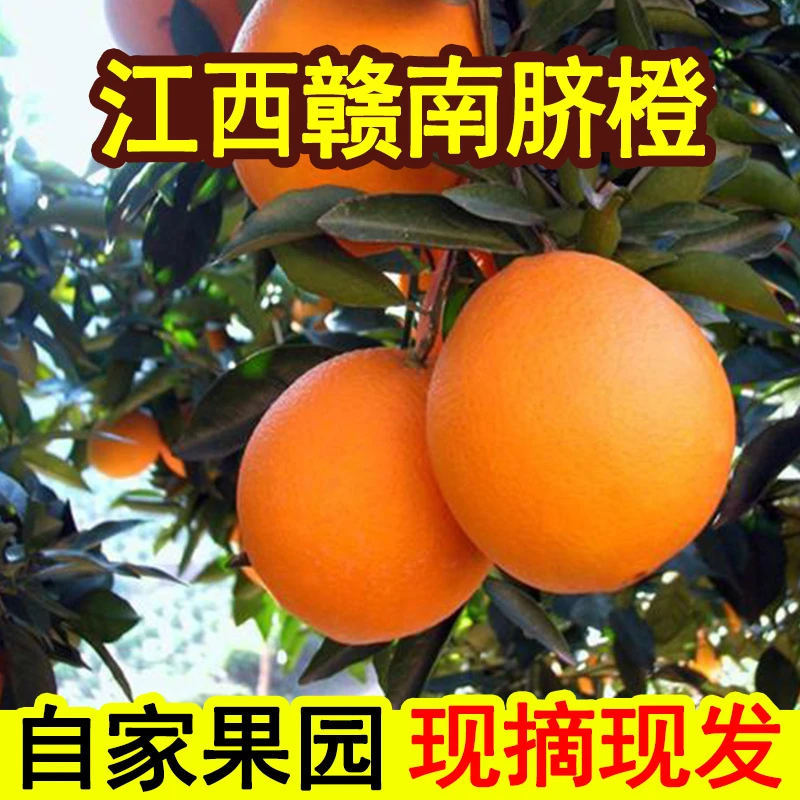 【坏果包赔】江西赣南脐橙当季新鲜水果甜多汁果园直发5-20斤包邮