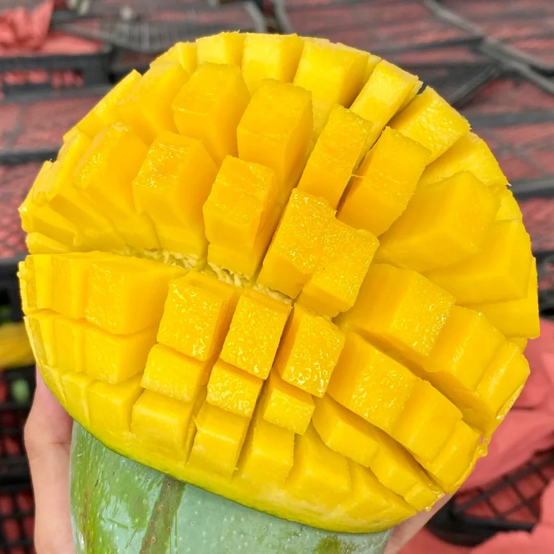 【坏果包赔】青皮金煌芒大青芒放3-5天软熟食用 单果300克起香甜