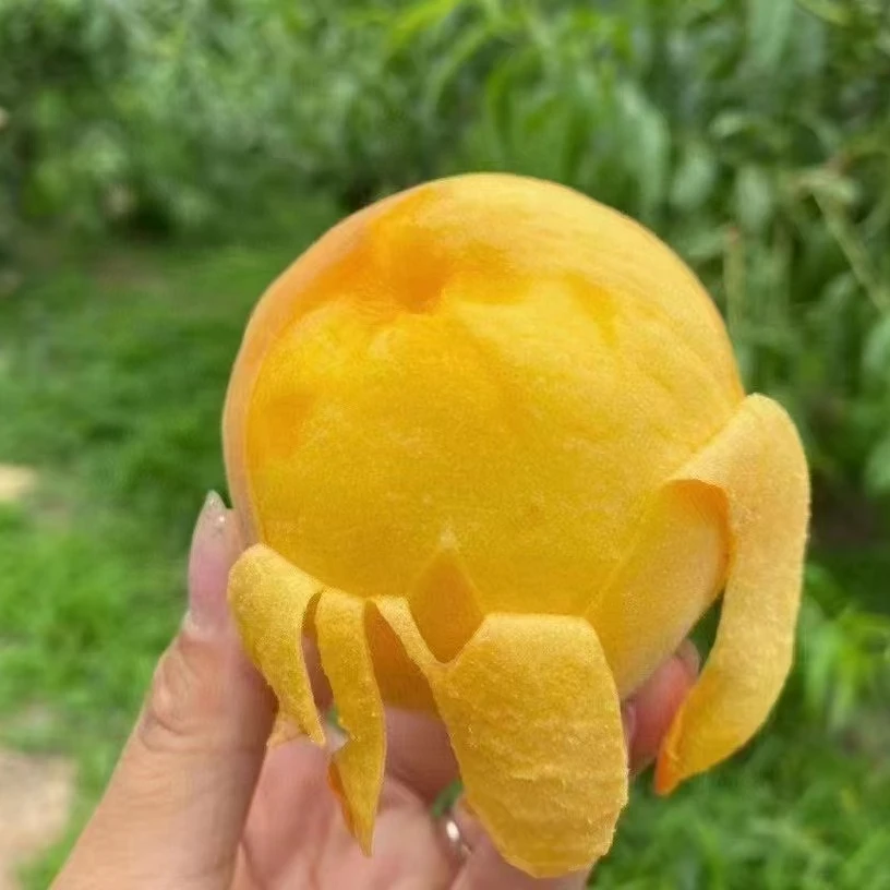 【蒙阴黄桃】山东蒙阴黄桃新鲜水果产地直发鲜嫩黄金密毛桃脆软两吃