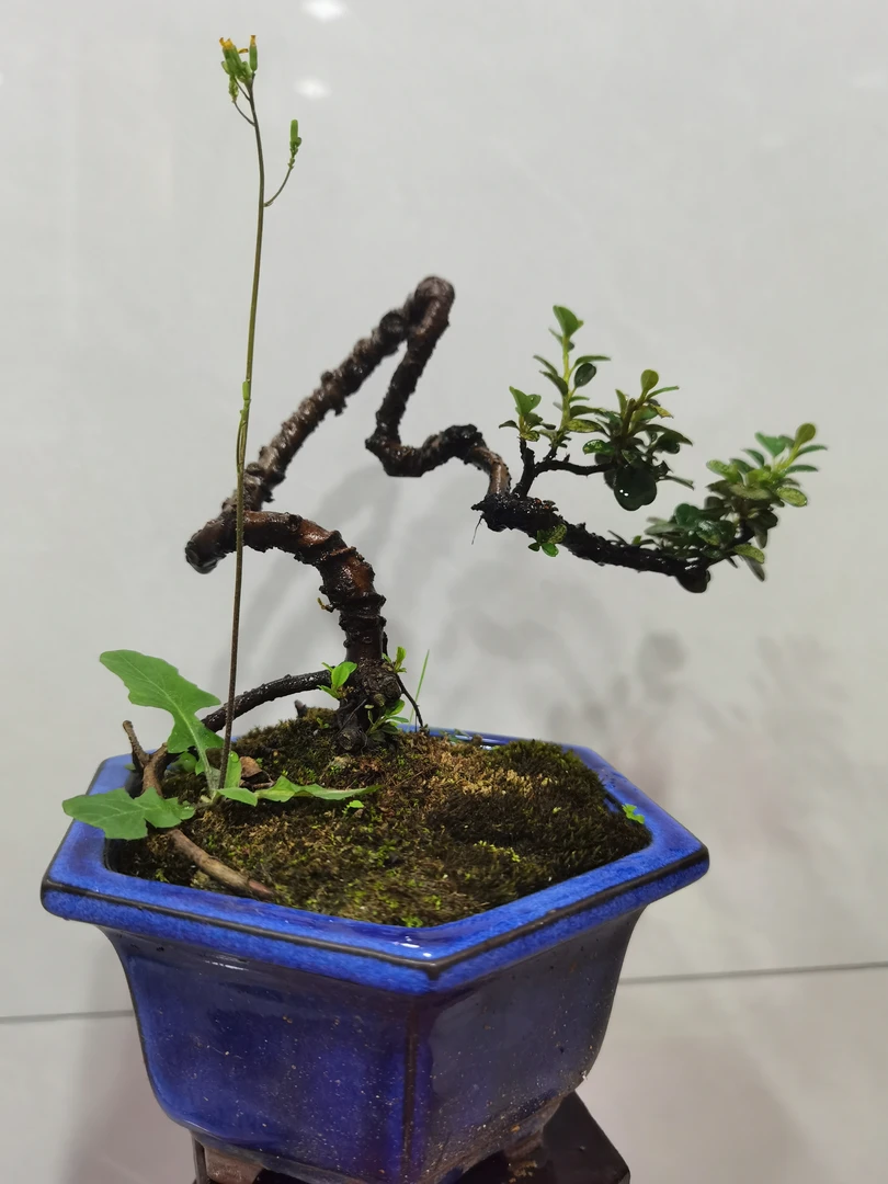 花园植物盆栽地栽品种白色春季栽培原生观赏