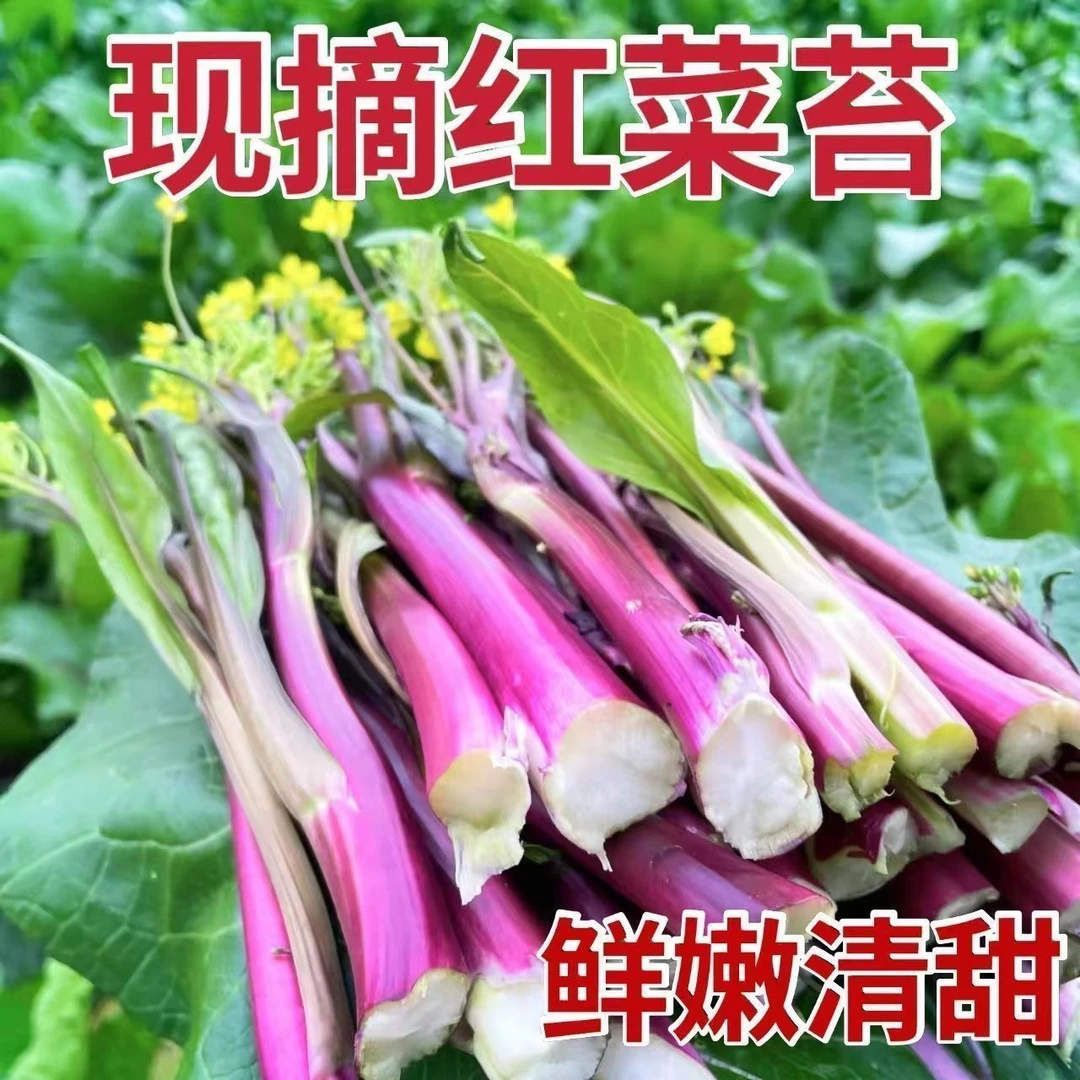 湖北红菜苔农家新鲜红菜苔菜薹新鲜菜心紫菜苔油菜应季蔬菜批发