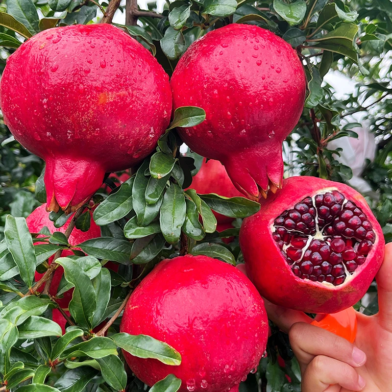 云南超软籽石榴【突尼斯软籽石榴升级版】果园基地直发